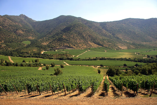 Valle del Maule y sus Vinos