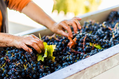 I Latina Petit Verdot